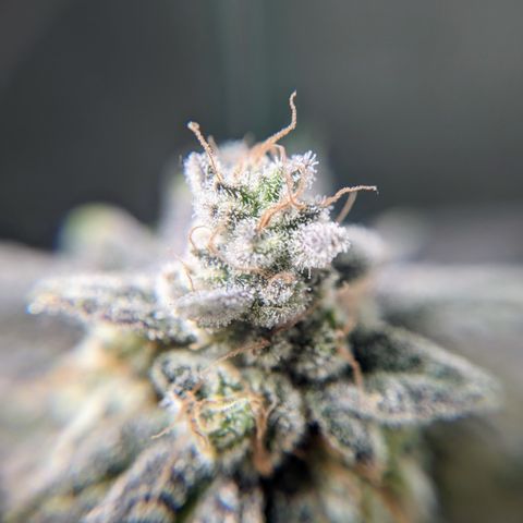 Grandpas Cookies growlog timeline photo