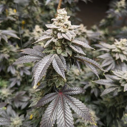 Grandpas Cookies growlog timeline photo