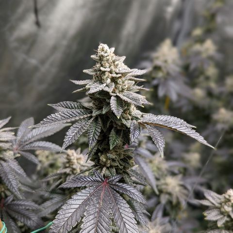 Grandpas Cookies growlog timeline photo