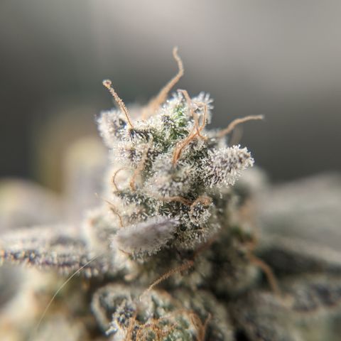 Grandpas Cookies growlog timeline photo