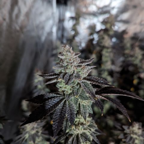 Grandpas Cookies growlog timeline photo