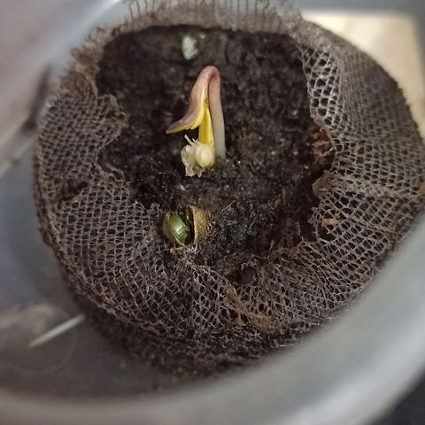 Gorilla glue #4 growlog timeline photo