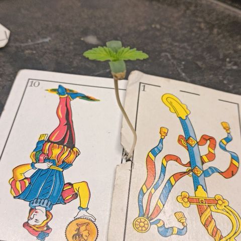 Gorilla glue #4 growlog timeline photo