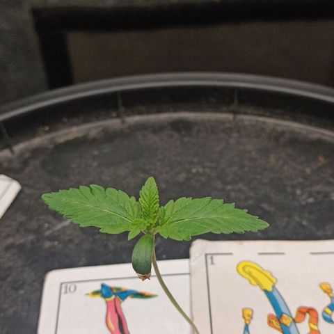 Gorilla glue #4 growlog timeline photo