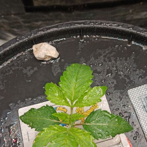 Gorilla glue #4 growlog timeline photo