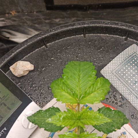 Gorilla glue #4 growlog timeline photo
