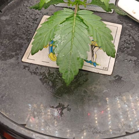Gorilla glue #4 growlog timeline photo