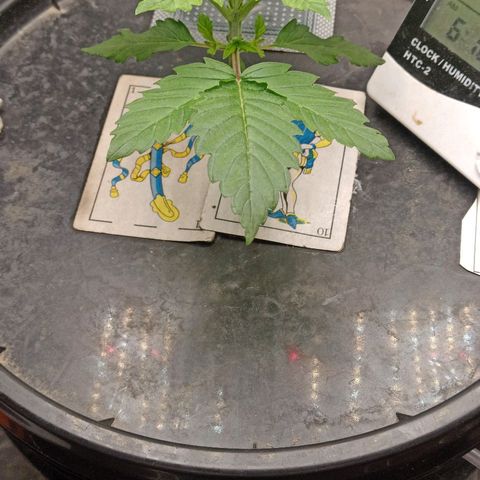 Gorilla glue #4 growlog timeline photo