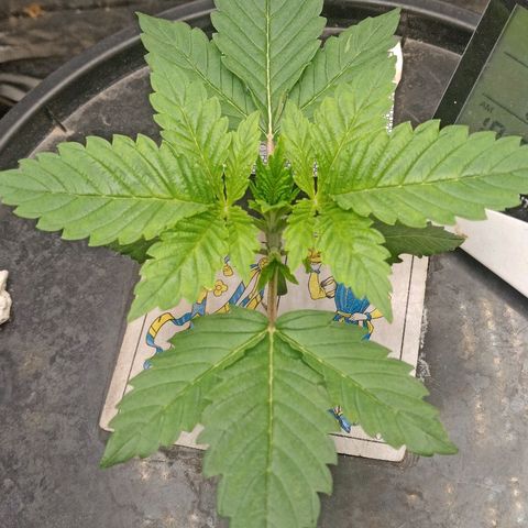 Gorilla glue #4 growlog timeline photo
