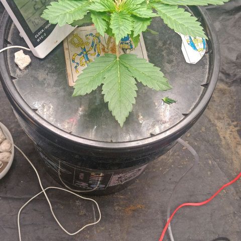 Gorilla glue #4 growlog timeline photo