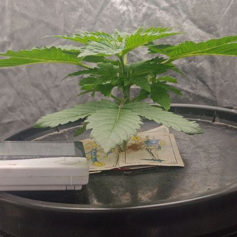 Gorilla glue #4 growlog timeline photo