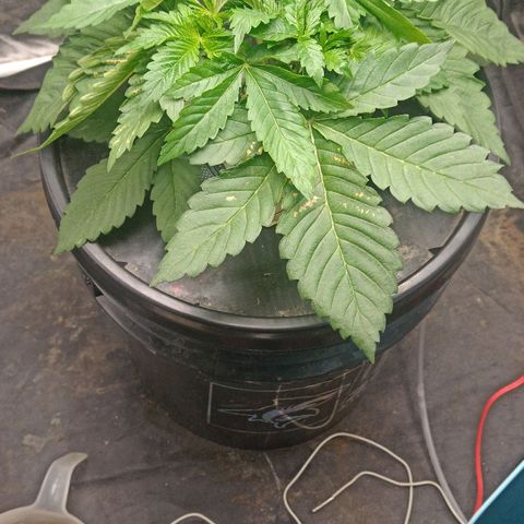Gorilla glue #4 growlog photo: Hojas de abanico acomodadas hacia abajo de los brotes.