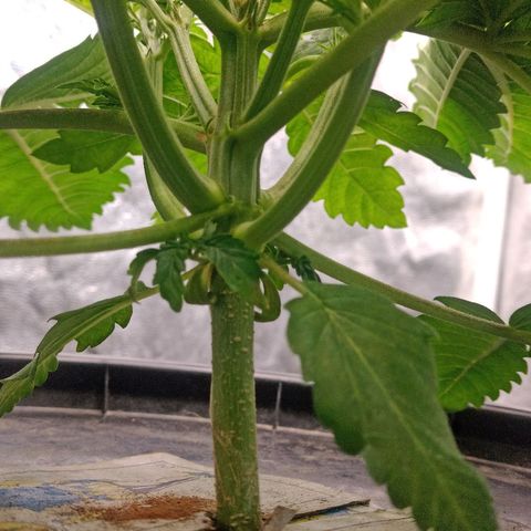 Gorilla glue #4 growlog timeline photo