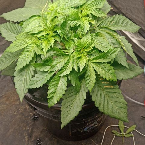 Gorilla glue #4 growlog timeline photo