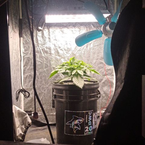 Gorilla glue #4 growlog timeline photo