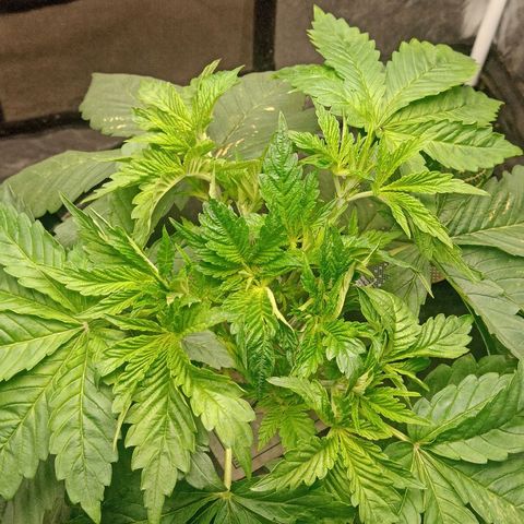 Gorilla glue #4 growlog photo: Defoliacion ligera