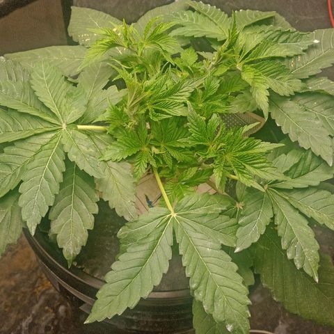 Gorilla glue #4 growlog photo: Más defoliacion
