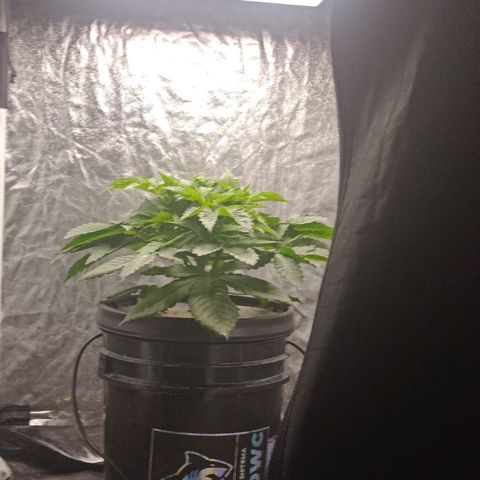 Gorilla glue #4 growlog timeline photo