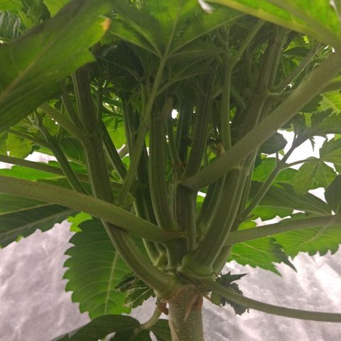 Gorilla glue #4 growlog timeline photo