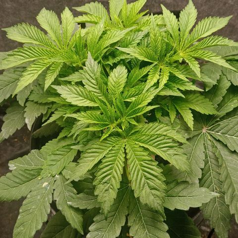 Gorilla glue #4 growlog timeline photo