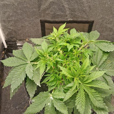 Gorilla glue #4 growlog photo: Otra defoliacion