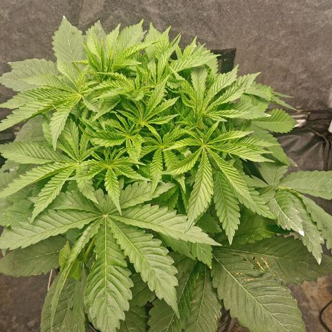 Gorilla glue #4 growlog timeline photo