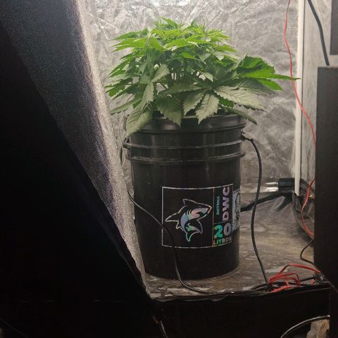 Gorilla glue #4 growlog timeline photo