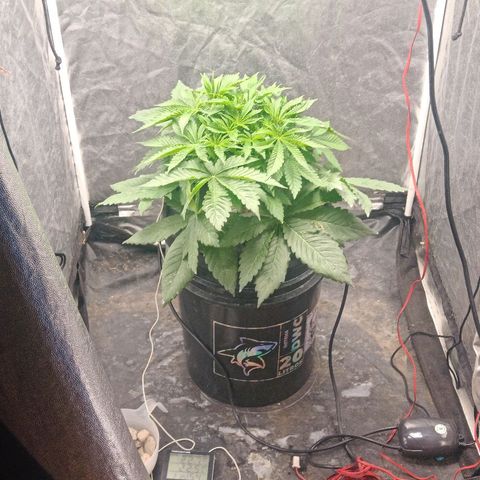 Gorilla glue #4 growlog timeline photo