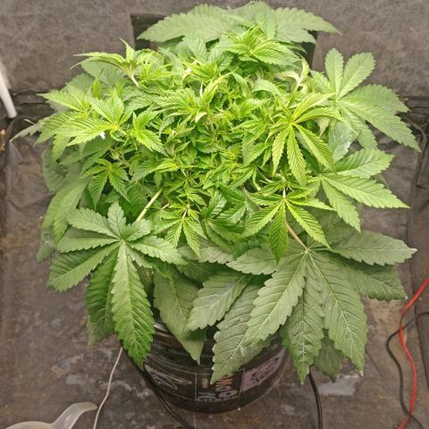 Gorilla glue #4 growlog photo: Defoliacion
