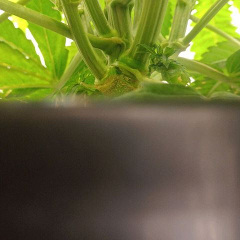 Gorilla glue #4 growlog photo: Defoliacion