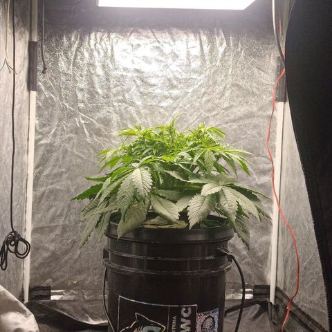 Gorilla glue #4 growlog timeline photo