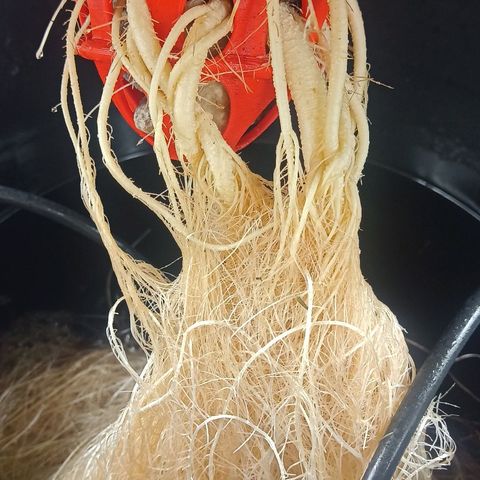 Gorilla glue #4 growlog timeline photo