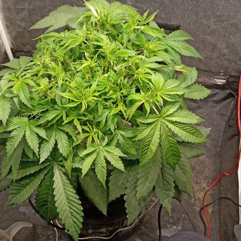 Gorilla glue #4 growlog photo: Otra defoliacion