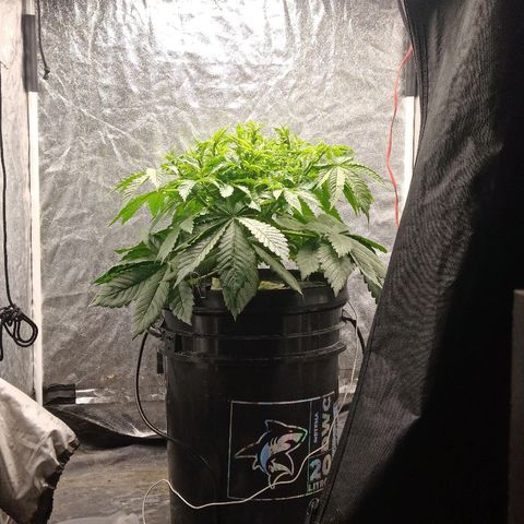 Gorilla glue #4 growlog photo: Otra defoliacion