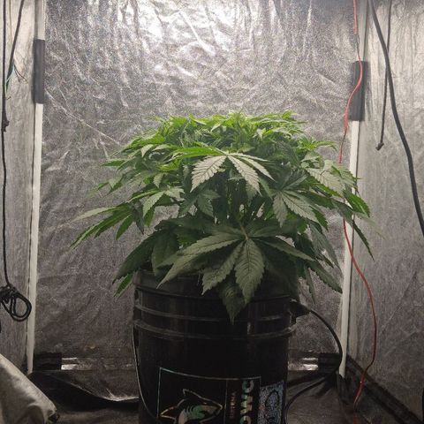 Gorilla glue #4 growlog photo: Defoliacion antes/despues