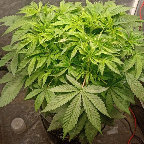 Gorilla glue #4 growlog photo: Defoliacion antes/despues