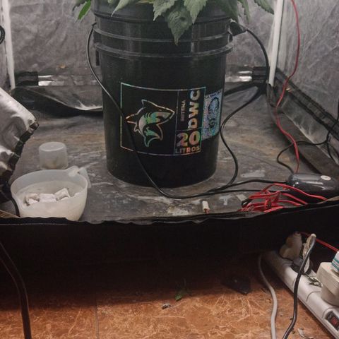 Gorilla glue #4 growlog photo: Defoliacion antes/despues