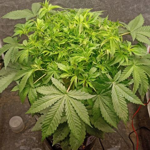 Gorilla glue #4 growlog photo: Defoliacion antes/despues