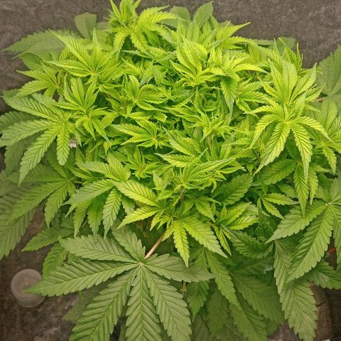 Gorilla glue #4 growlog photo: Última de 18/6