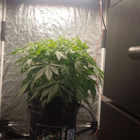 Gorilla glue #4 growlog timeline photo