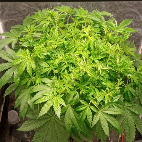 Gorilla glue #4 growlog timeline photo