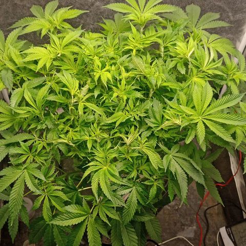 Gorilla glue #4 growlog photo: Defoliacion