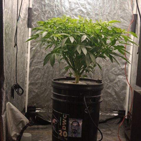 Gorilla glue #4 growlog photo: Defoliacion