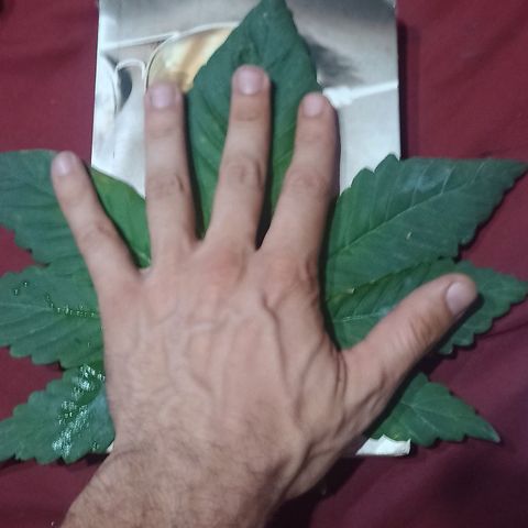 Gorilla glue #4 growlog photo: Defoliacion
