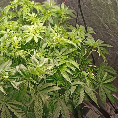Gorilla glue #4 growlog timeline photo