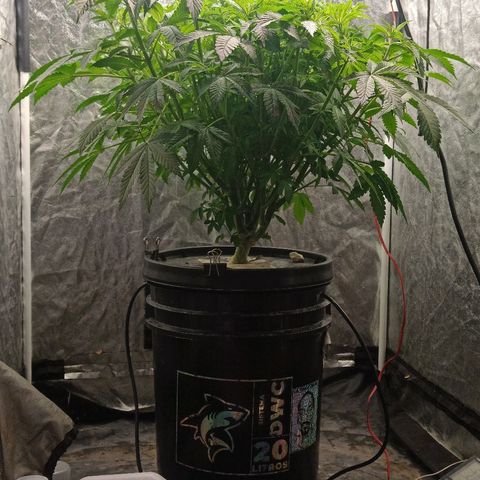 Gorilla glue #4 growlog timeline photo
