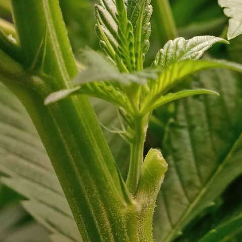 Gorilla glue #4 growlog photo: Primeros pistilos
