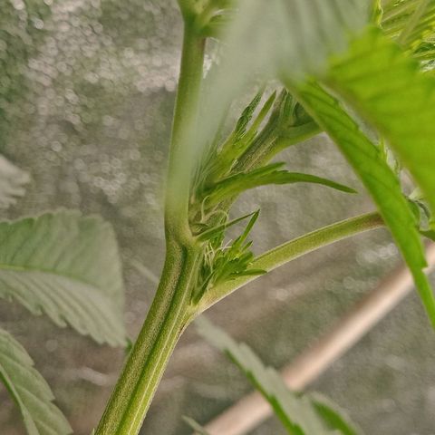 Gorilla glue #4 growlog timeline photo