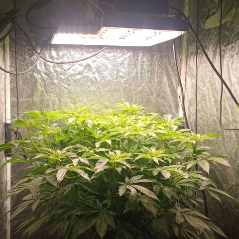 Gorilla glue #4 growlog timeline photo