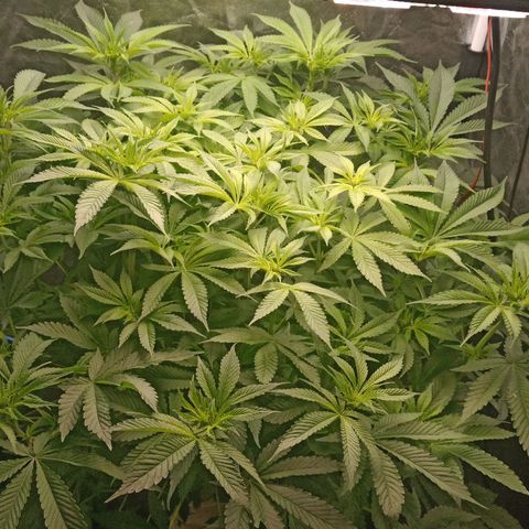 Gorilla glue #4 growlog timeline photo